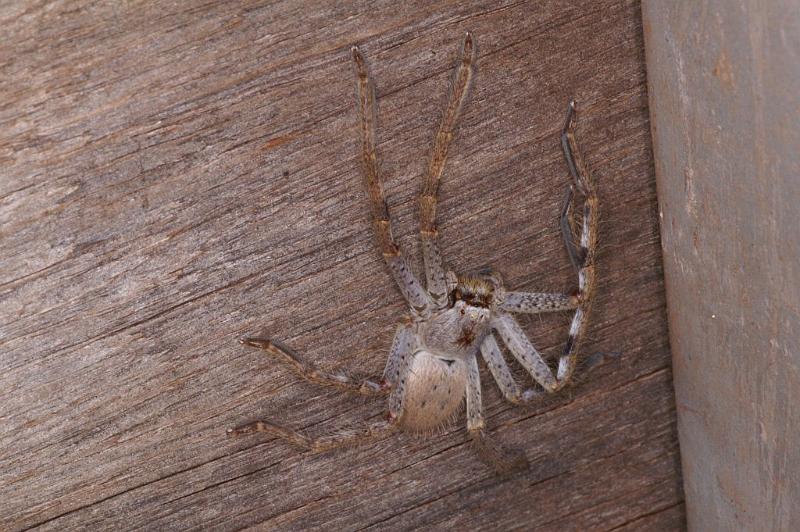 Holconia_ZZ306_D3428_Z_86_E. of Nuendah homestead_Australie.jpg
